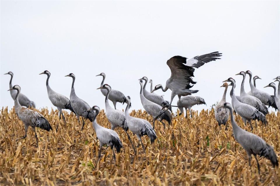 Zehntausende Kraniche rasten auf ihrem Zug in den Süden in Norddeutschland. (Symbolbild)Stefan Sauer/dpa