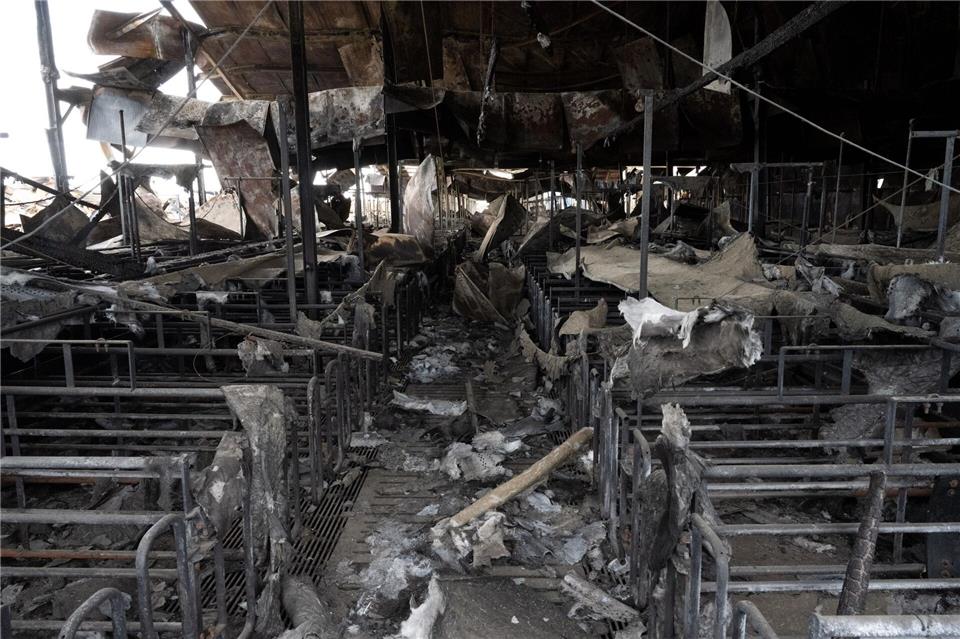 Zehntausende Tiere starben in dem Großfeuer vor fünf Jahren. (Archivbild)Stefan Sauer/dpa
