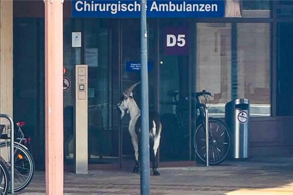 Ziegenbock vor Kliniktür - Wo bin ich denn hier gelandet? -/Universität Freiburg/dpa