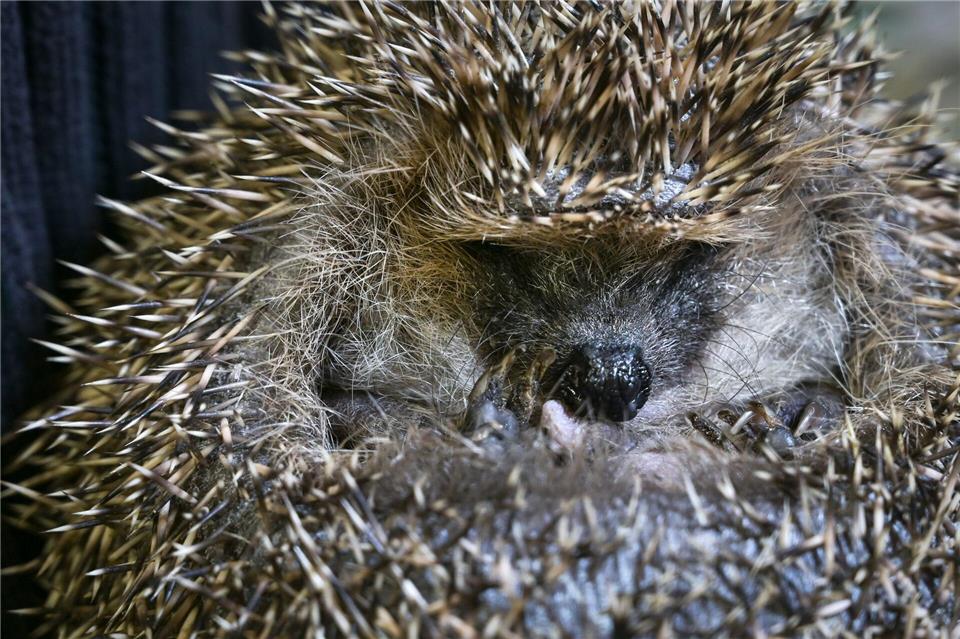 Ziel ist es, die Igel wieder fit für die Natur zu machen.Heiko Rebsch/dpa
