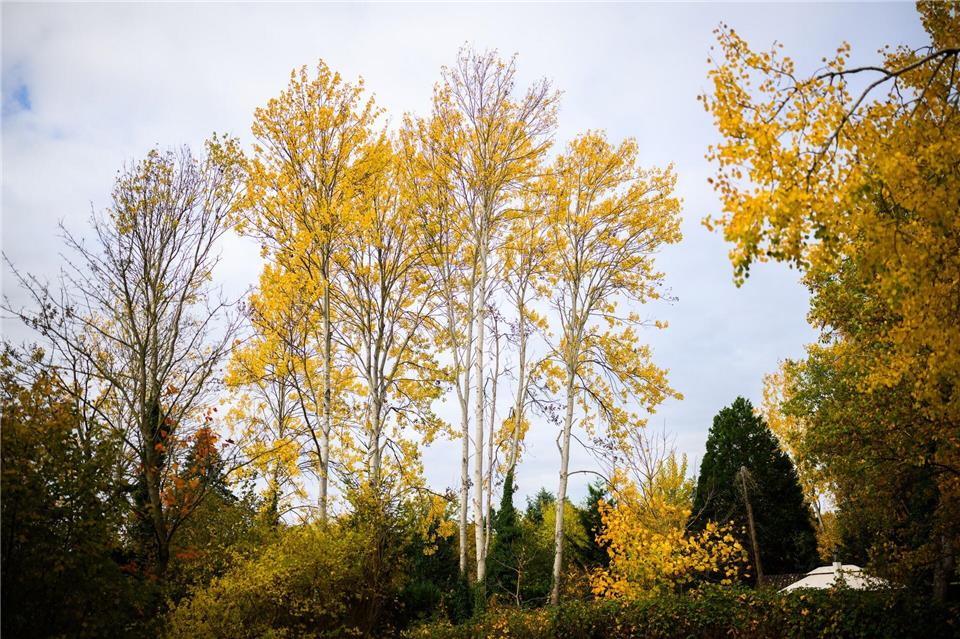Zitterpappeln stehen an einem Parkplatz. Die Zitterpappel ist Baum des Jahres 2026. Julian Stratenschulte/dpa