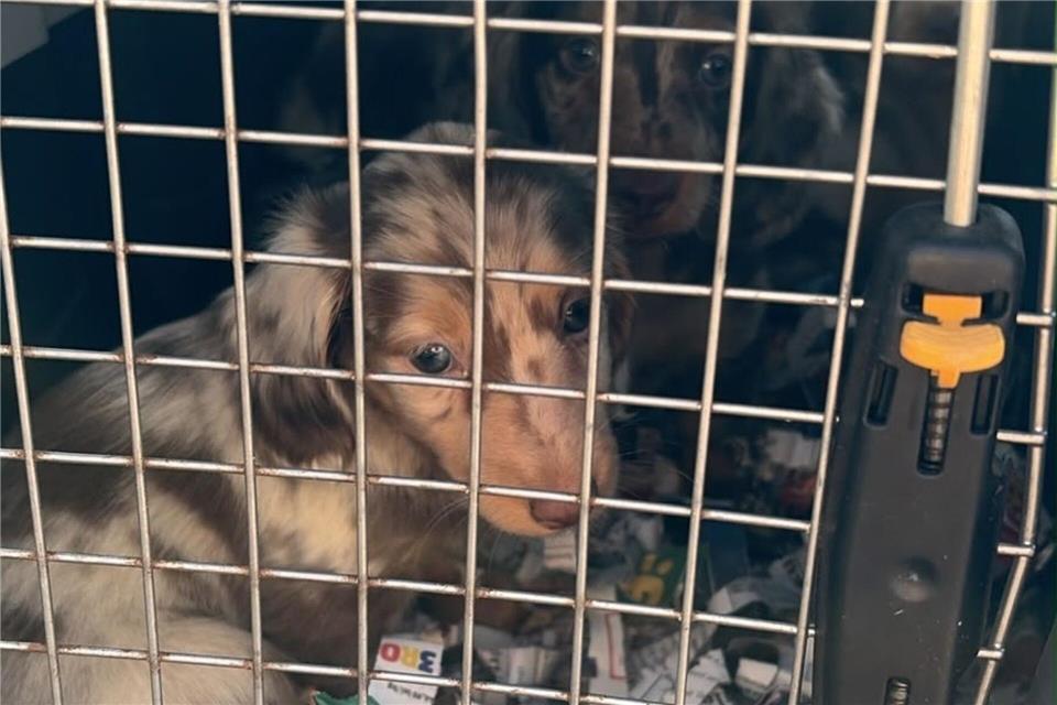 Zöllner haben bei einer Kontrolle im Landkreis Peine mehrere junge Dackel in einem Transporter entdeckt, die unter widrigsten Bedingungen eingesperrt waren.-/Hauptzollamt Braunschweig/dpa