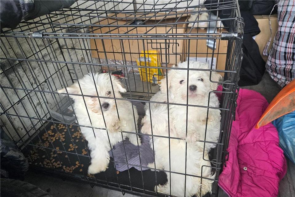 Zollbeamte entdeckten auf der A3 bei Würzburg mehrere verängstigte Hundewelpen ohne Papiere.-/Hauptzollamt Schweinfurt/dpa