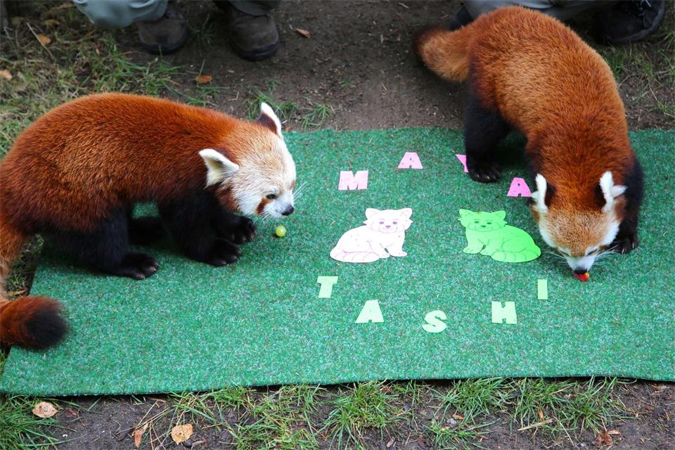 Zoo Leipzig: Die Rote-Panda-Zwillinge heißen „Maya“ und „Tashi“. (Archivbild)Tobias Junghannß/dpa
