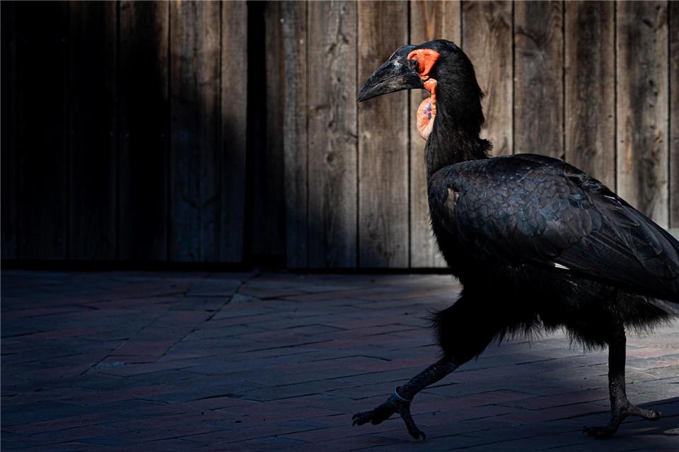 Zoos und Tierparks in Niedersachsen und Bremen wappnen sich gegen die Ausbreitung der Geflügelpest - auch der Zoo Hannover. (Archivfoto)Moritz Frankenberg/dpa