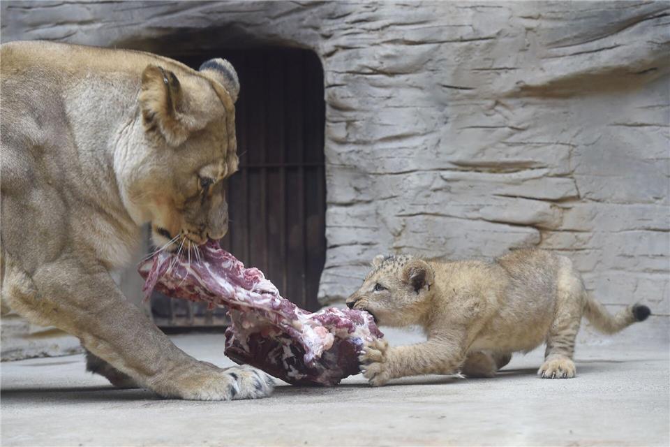 Zootiere bekommen auch tote Tiere zum Fraß vorgesetzt. (Archivbild)Ludìk Peøina/CTK/dpa