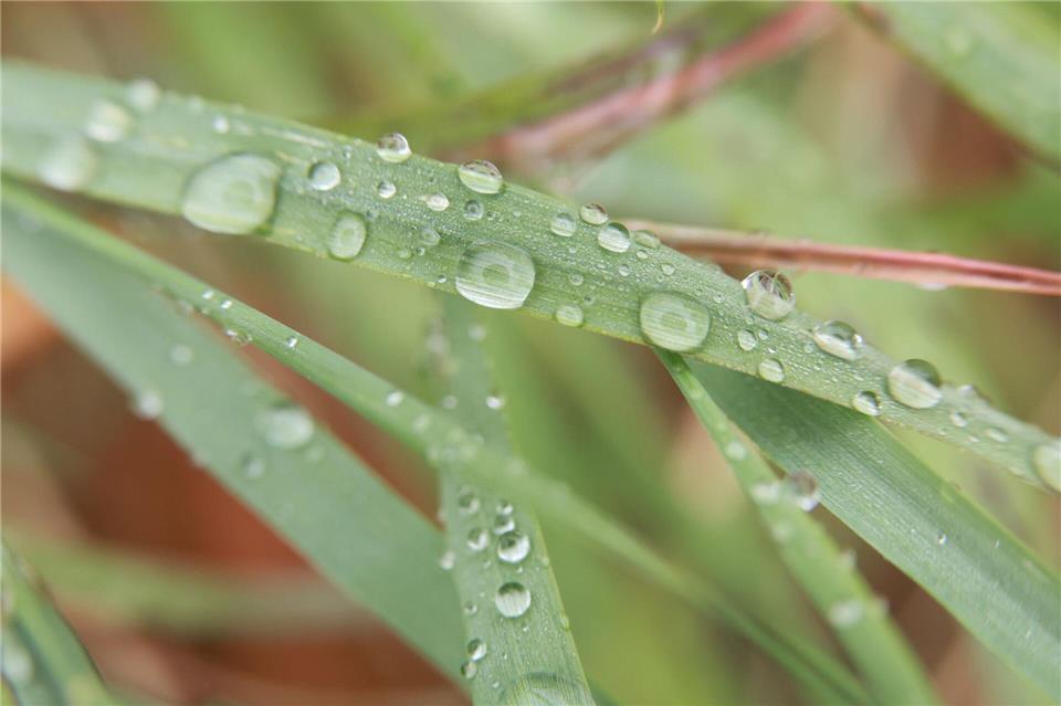 Zu Beginn der Woche wird es in Sachsen-Anhalt wieder regnerisch. Allerdings steigen die Temperaturen noch einmal an. (Symbolfoto) Matthias Bein/dpa