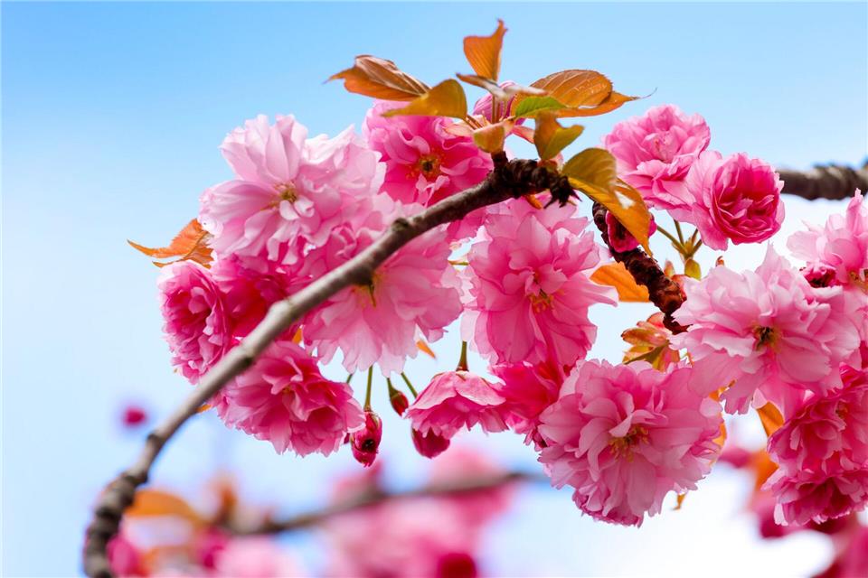 Zu Beginn der neuen Woche ist es in Nordrhein-Westfalen sonnig. (Symbolbild)Thomas Banneyer/dpa