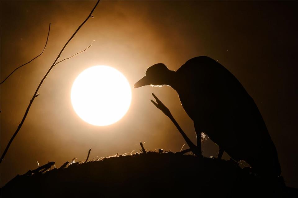 Zu Beginn einer Sonnenfinsternis wirkt es so, als knabbere jemand an der Sonnenscheibe. (Archivbild)Patrick Pleul/dpa