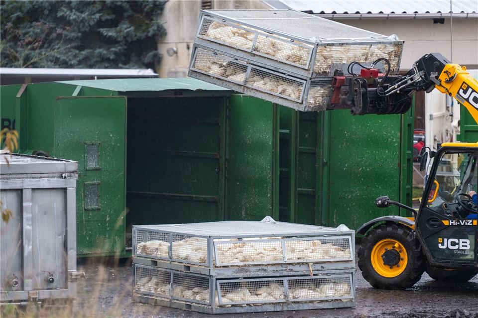 Zu Hunderttausenden wurden Hühner, Puten und Enten wegen der Vogelgrippe getötet. Impfungen könnten helfen, die Verluste einzudämmen, meint  Mecklenburg-Vorpommerns Agrarminister Till Backhaus. (Illustration)Christophe Gateau/dpa