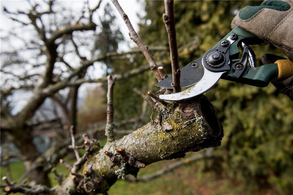 Zu ausladend? Jetzt ist eine gute Zeit für einen Rückschnitt, bevor das Gesetz Nein sagt.Jens-Ulrich Koch/dpa-tmn