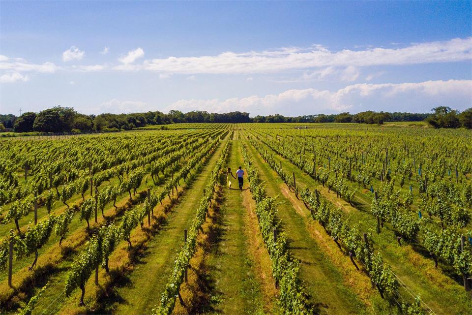 Zu den Pionieren des Weinbaus auf Long Island zählt des Weingut Bedell Cellars auf der North Fork.Discover Long Island/dpa-tmn