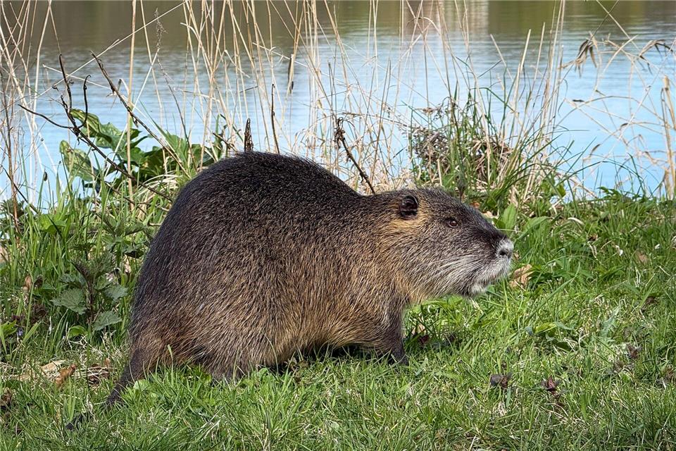 Zu den invasiven Arten zählt auch der Nutria. (Archivbild)Christian Charisius/dpa