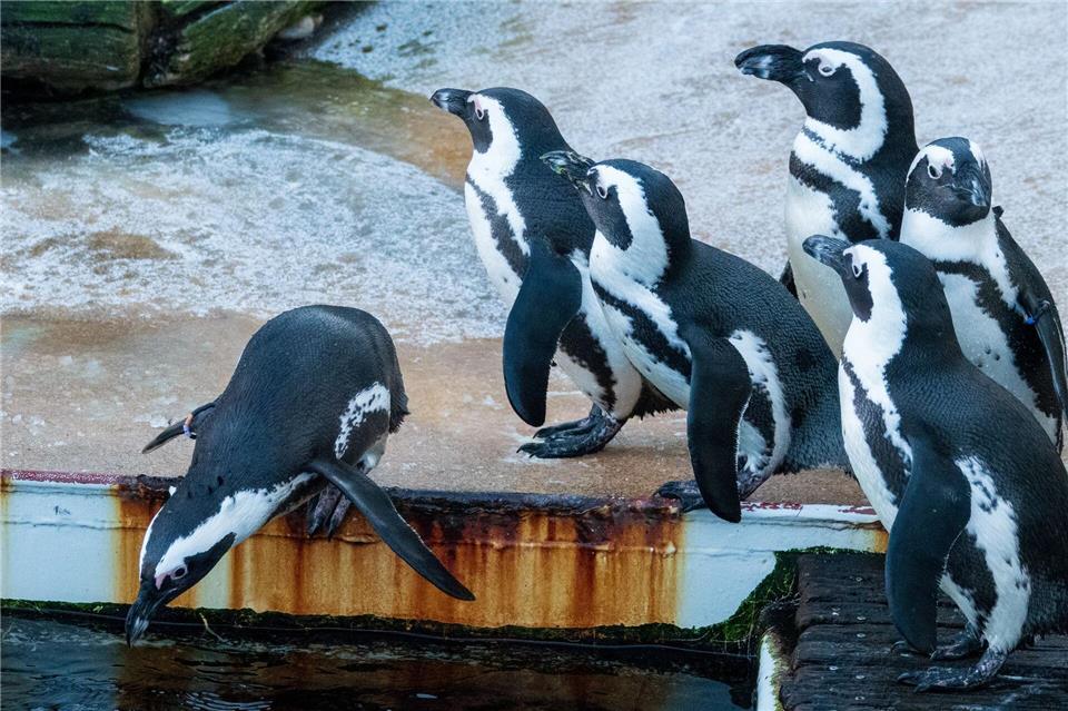 Zu den tierischen Orakeln in Niedersachsen gehört auch eine Brillen-Pinguin-Dame aus dem Zoo Hannover. (Archivbild)Sarah Knorr/dpa