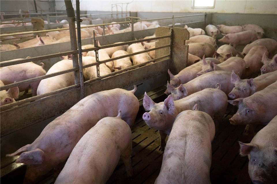 Zu geringe Schlachtkapazitäten führen zum „Schweinestau“. (Archivbild)Sina Schuldt/dpa