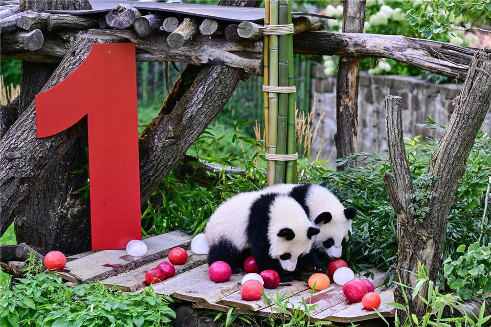 Zu ihrem Geburtstag haben die Pandas Leni und Lotti Eismurmeln aus Rote-Bete- und Karottensaft bekommen. (Archivbild)Sebastian Christoph Gollnow/dpa