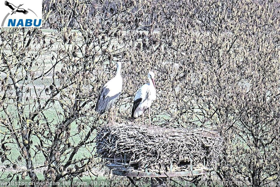 Zu zweit daheim: Jette und Fiete können nun wieder in ihrem Nest beobachtet werden.Webcam/Nabu Hamburg/dpa