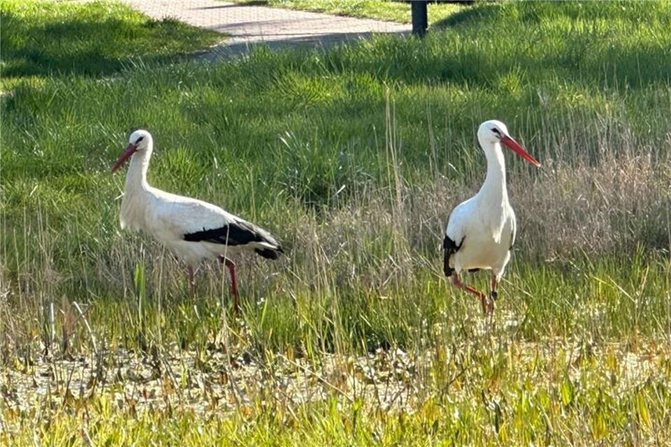 Zu zweit sind Storchenpaare - wie hier in Freinsheim - jetzt nur noch selten unterwegs: Sobald sie brüten, bleibt einer von ihnen bei den Eiern.Katja Sponholz/dpa
