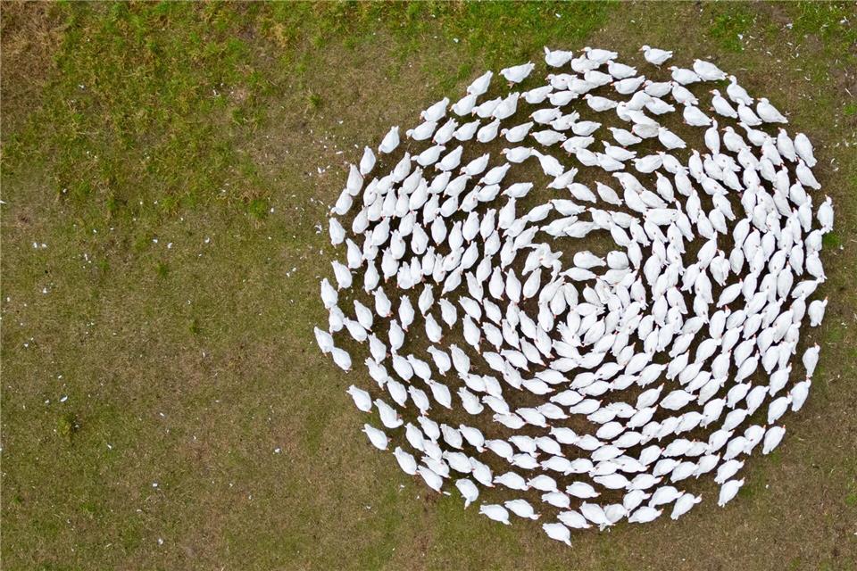 Gänsepreise in Sachsen bleiben stabil – Importware dominiert Zuchtgänse laufen über eine Wiese der Gänsezucht Eskildsen.Robert Michael/dpa