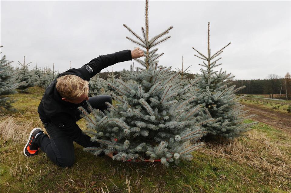 Zuerst die passende Höhe ausmessen, dann das Bäumchen auswählen und absägen - denn im Freien wirkt die Blaufichte kleiner als im Wohnzimmer.picture alliance/dpa/dpa-Zentralbild