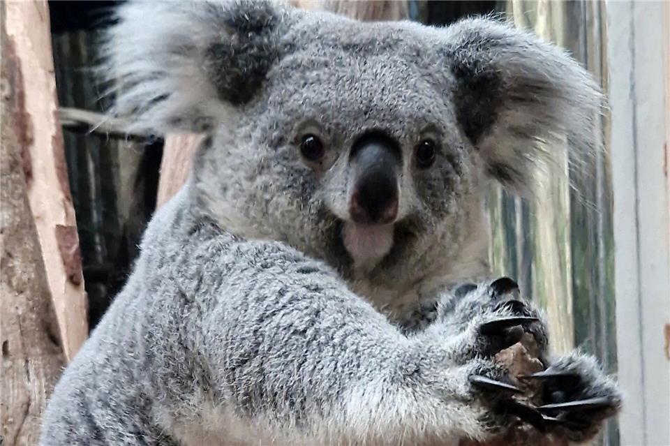 Zuletzt hatte es 2020 Nachwuchs bei den Koalas gegeben.-/Zoo Leipzig/dpa