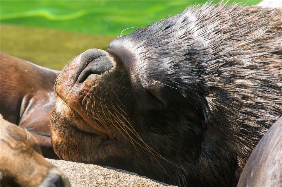 Zuletzt lebten bei den Mähnenrobben nur noch ein Männchen und ein Weibchen im Münchner Tierpark. (Archivbild)Peter Kneffel/dpa