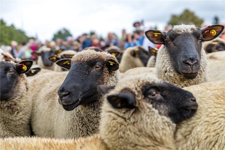 Zum 25. Mal sind beim Niederlausitzer Almabtrieb in Lieskau Tiere von der Alm hinuntergebracht worden.Frank Hammerschmidt/dpa