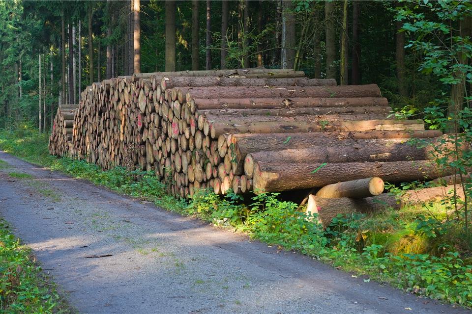 Zum Abtransport bereit liegendes Holz wird oft an Waldwegen gelagert.