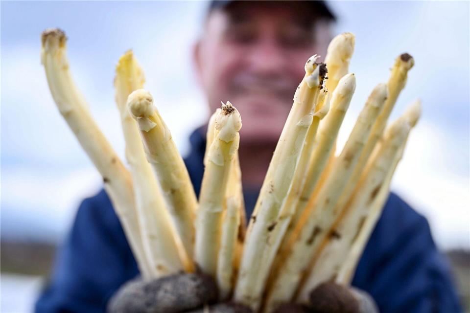 Zum Ende der Saison liegen die Preise für weißen Spargel aus Deutschland wieder über den saisonalen Tiefpreisen. (Archivbild)Uli Deck/dpa
