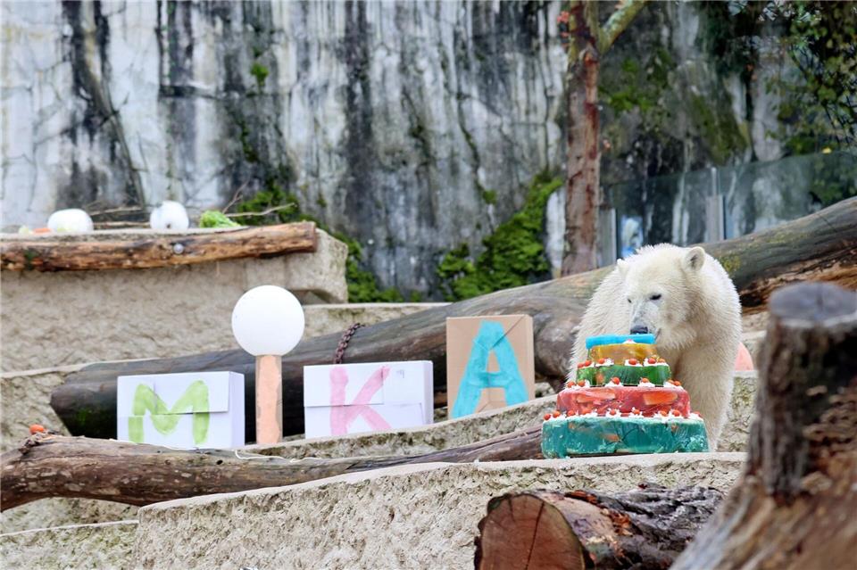 Zum Geburtstag gab es eine Torte und andere Leckereien.Timo Deible/Zoo Karlsruhe  /dpa