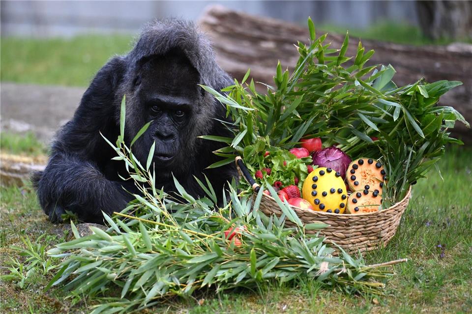 Zum Geburtstag gibt es Obst. Lilli F�rter/dpa