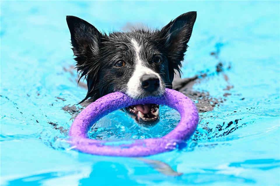 Hundebaden in Berliner Freibädern am 20. und 21. September Zum Hundeschwimmen befindet sich kein Chlor mehr im Wasser.Uwe Anspach/dpa