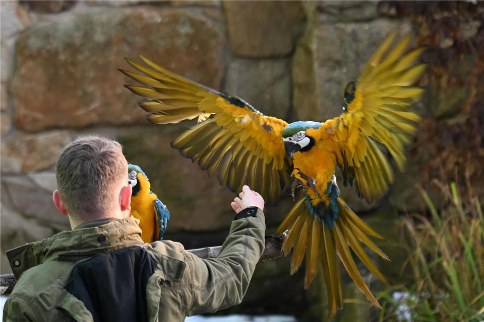 Zum Jahreswechsel hat das Zoo-Team den Tierbestand gezählt, gemessen und gewogen.Shireen Broszies/dpa