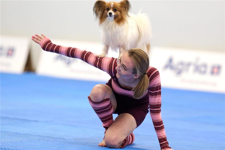 Zum Repertoire gehören zahlreiche Kunststücke.Bernd Thissen/dpa