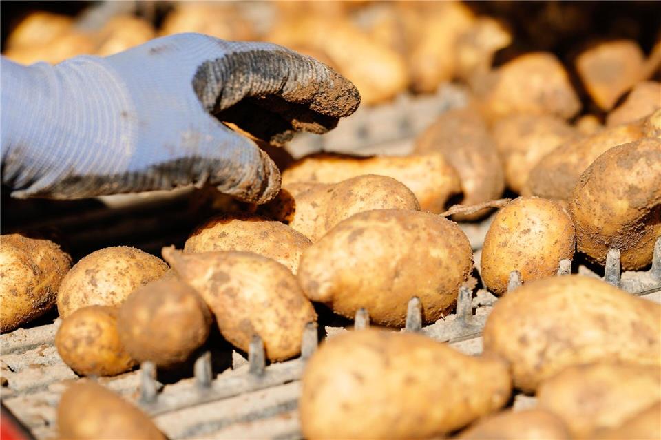 Zum Saisonstart wird der Künstler Steffen Boiselle zum Markenbotschafter der „Grumbeere“ ernannt. (Symbolbild)Uwe Anspach/dpa