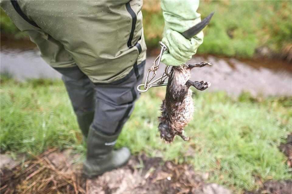 Zum Schutz von Dämmen und Deichen werden Bisamratten mit Fallen getötet.Sina Schuldt/dpa