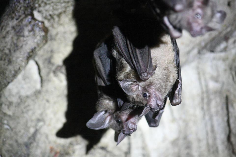 Zum Schutz von Fledermäusen schließt die Stadt Wuppertal einen Tunnel zu Halloween. (Symbolbild)Philipp Brandtstädter/dpa