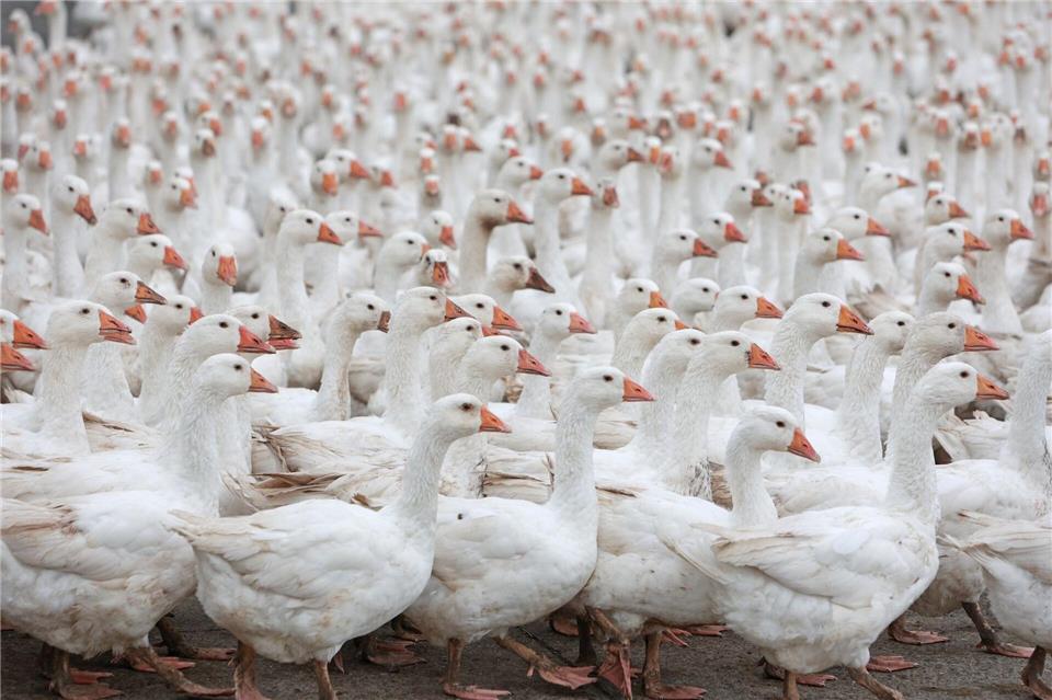 Debatte um Stallpflicht zum Schutz vor der Vogelgrippe  Zum Schutz vor der Geflügelpest haben erste Bundesländer Stallpflicht für Nutztiere angeordnet. Bei Gänsen und Enten halten  Fachleute das für schwer umsetzbar. (Illustration)        Matthias Bein/dpa