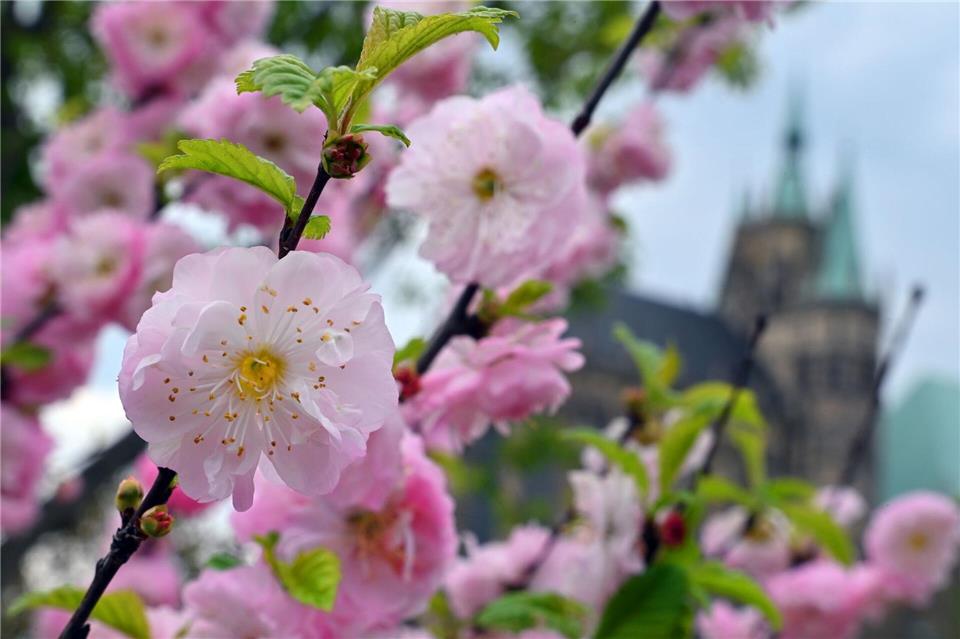 Zum Start in den Mai erwartet die Menschen in Thüringen sommerliches Wetter. (Archivbild)Martin Schutt/dpa