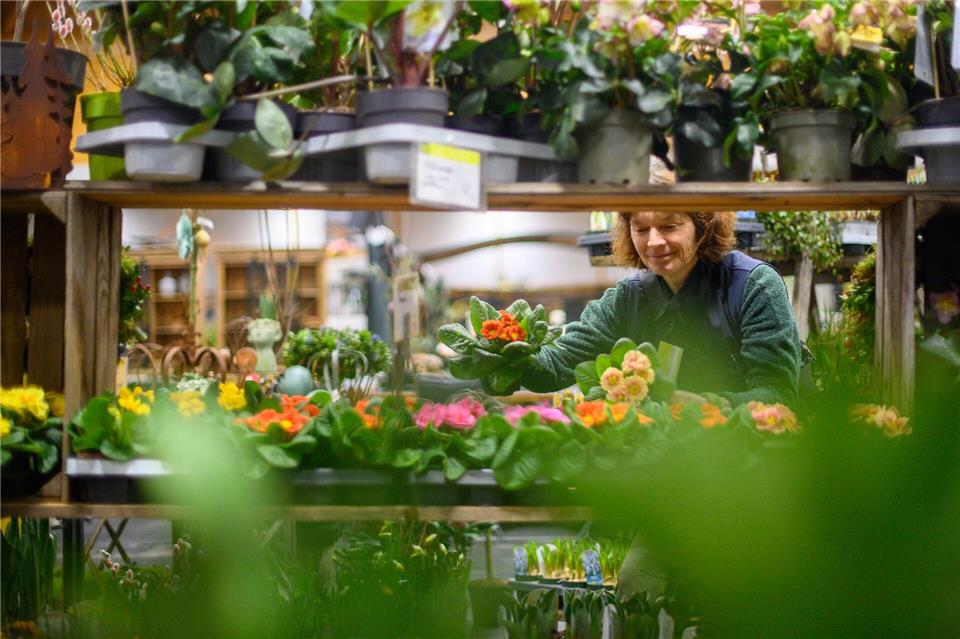Zum Start in die neue Gartensaison werden auf der „Gartenträume“-Messe in Magdeburg bis 23. Februar mehr als hundert Aussteller erwartet. (Archivfoto)Klaus-Dietmar Gabbert/dpa