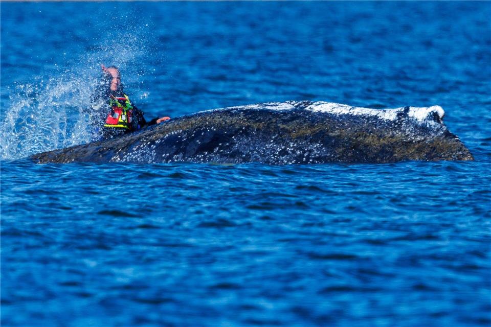 Zum Teil mit bloßen Händen bespritzen Helfer den Wal mit Wasser.Jens Büttner/dpa