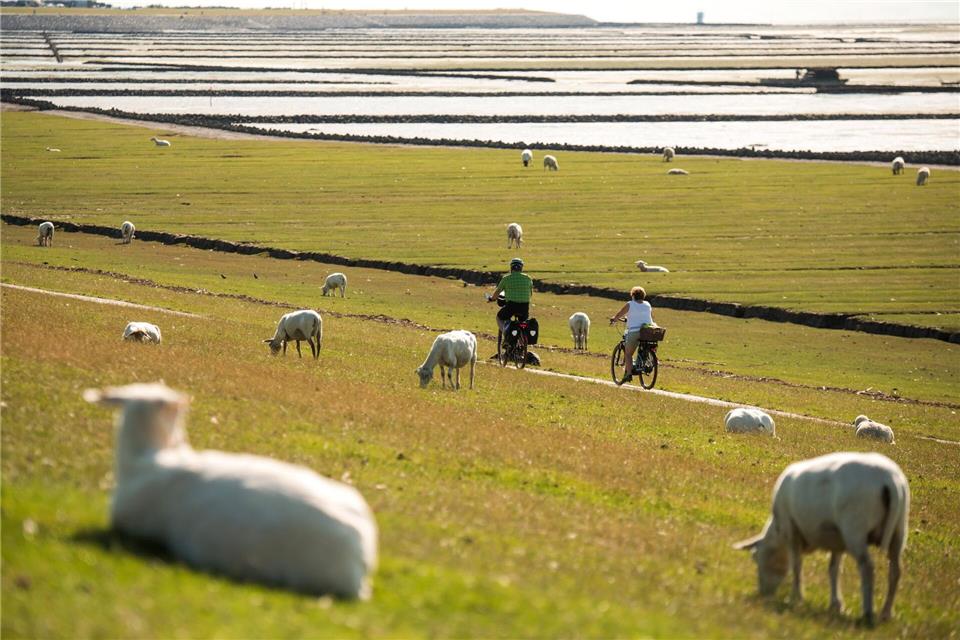 Zum Wattenmeer-Geburtstag soll an vielen Deichen gefrühstückt werden. (Archivbild)Daniel Bockwoldt/dpa