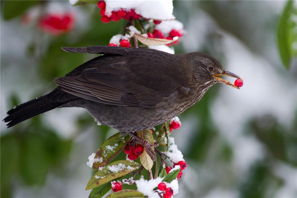 Zum Wegschnabulieren: Fruchttragende Pflanzen liefern Vögeln auch im Winter Energie.Ronald Wittek/dpa/dpa-tmn