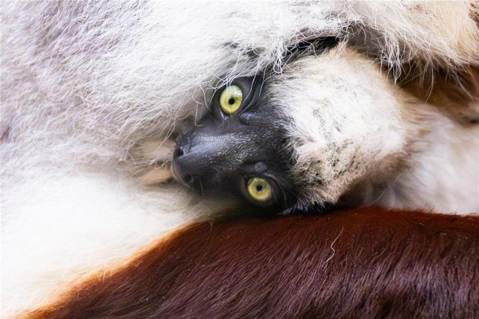 Zum ersten Mal auf dem europäischen Festland ist ein Coquerel-Sifaka geboren worden. Benjamin Westhoff/dpa