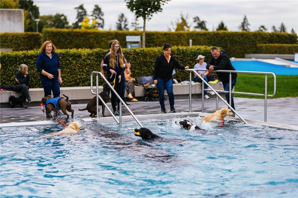 Schwimmende Hunde in zwei Berliner Freibädern Zum ersten Mal haben die Berliner Bäder-Betriebe zwei ihrer Freibäder zum Ende der Sommersaison für Hunde geöffnet.Philipp von Ditfurth/dpa