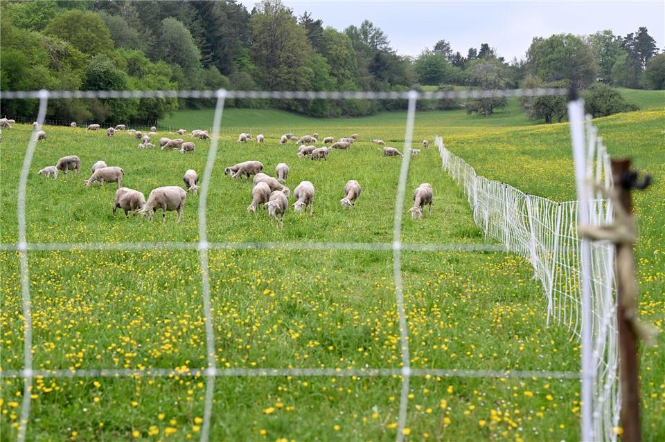 Zunächst war unklar, ob die Schafe von einem oder mehreren Wölfen gerissen worden waren. (Symbolbild)Bernd Weißbrod/dpa