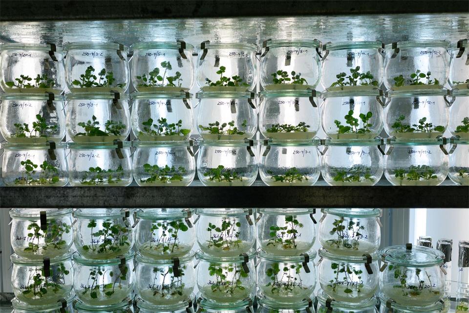 Zunehmende Hitze, Blattläuse und neue Insekten stellen Kartoffelzüchter vor vielfältige Probleme.Philipp Schulze/dpa