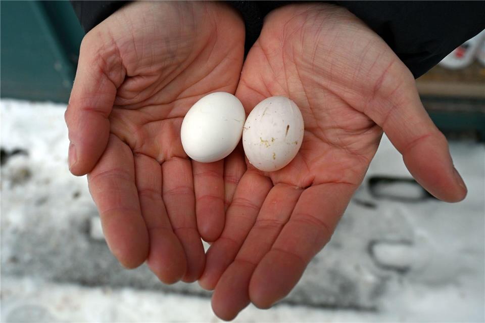Zur Bestandsregulation werden Taubeneier durch Plastik- oder Gipseier ersetzt. Jennifer Brückner/dpa