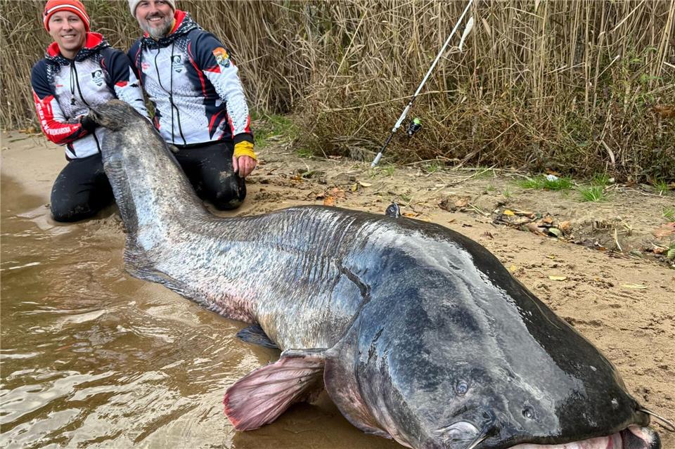 Angler in Polen fangen riesigen Wels Zwei Angler in Polen haben einen fast drei Meter langen Wels gefangen. (Foto Handout)Polska Akademia Wedkarska/dpa