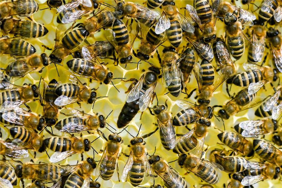 Zwei Bienenvölker sind im Landkreis Unstrut-Hainich gestohlen worden. (Illustration)Jens Kalaene/dpa-Zentralbild/dpa